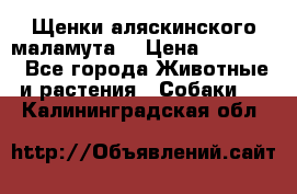 Щенки аляскинского маламута  › Цена ­ 15 000 - Все города Животные и растения » Собаки   . Калининградская обл.